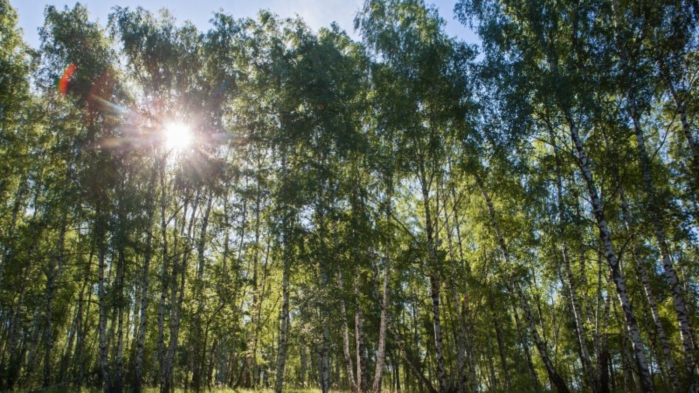 Ограничения на посещение лесов действуют во всех районах Беларуси