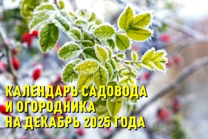 Календарь садовода и огородника на декабрь 2025 года