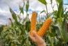 В Минской области убрано более 40% кукурузы на силос
