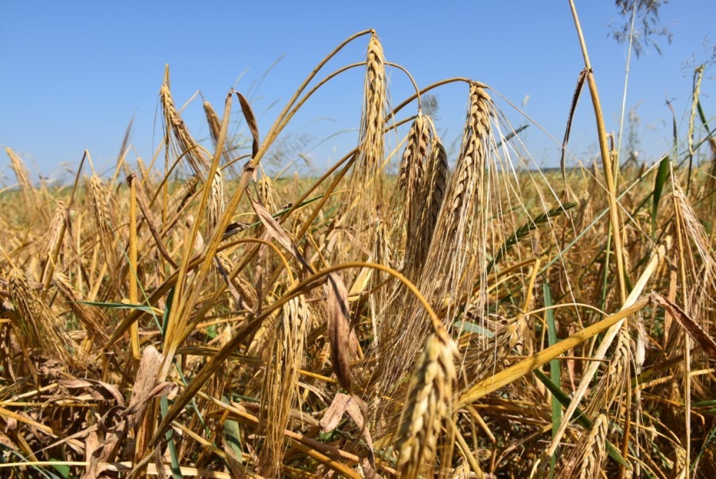 Уборка зерновых на Березинщине завершена!