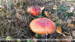Два человека отравились грибами в Бресте