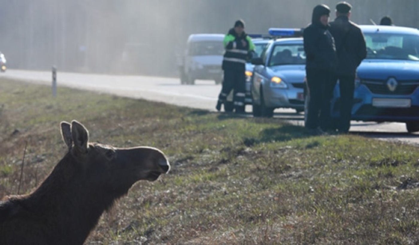ДТП с животными. В каких случаях полагаются страховые выплаты