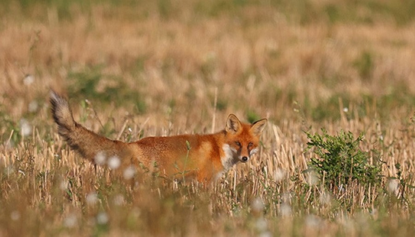 В деревне Пинского района ввели карантин из-за бешеной лисы