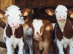 Владельцам сельскохозяйственных животных