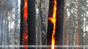 Три загорания в природных экосистемах Минской области зафиксированы за сутки