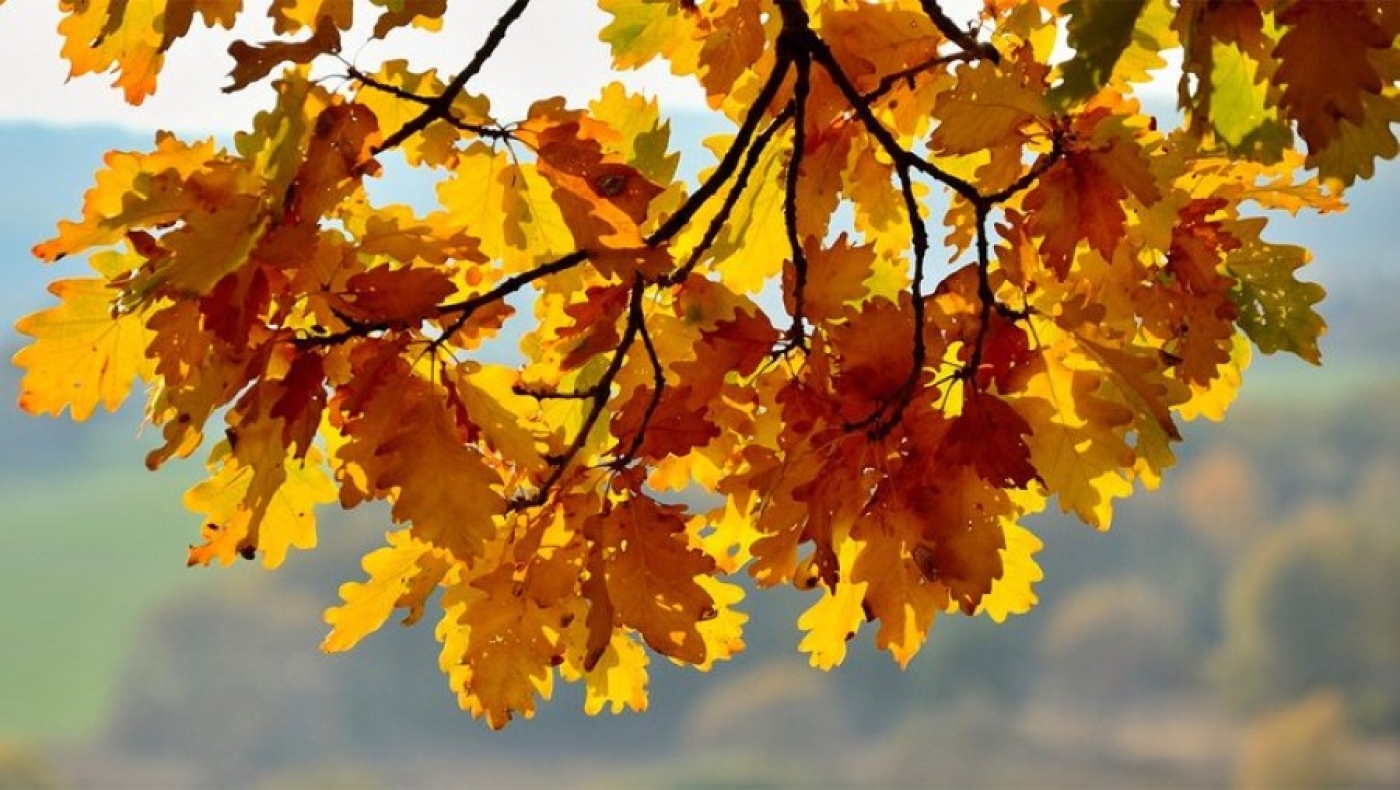 Народные приметы на 8 сентября: что можно и нельзя делать