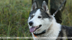 Выставка охотничьих собак пройдет в Беларуси 18 сентября