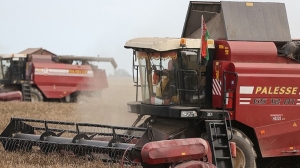 В Беларуси собрали почти 10,8 млн тонн зерна с учетом рапса и кукурузы