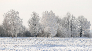 Оранжевый уровень опасности из-за снегопадов объявлен по юго-востоку Беларуси 10 декабря