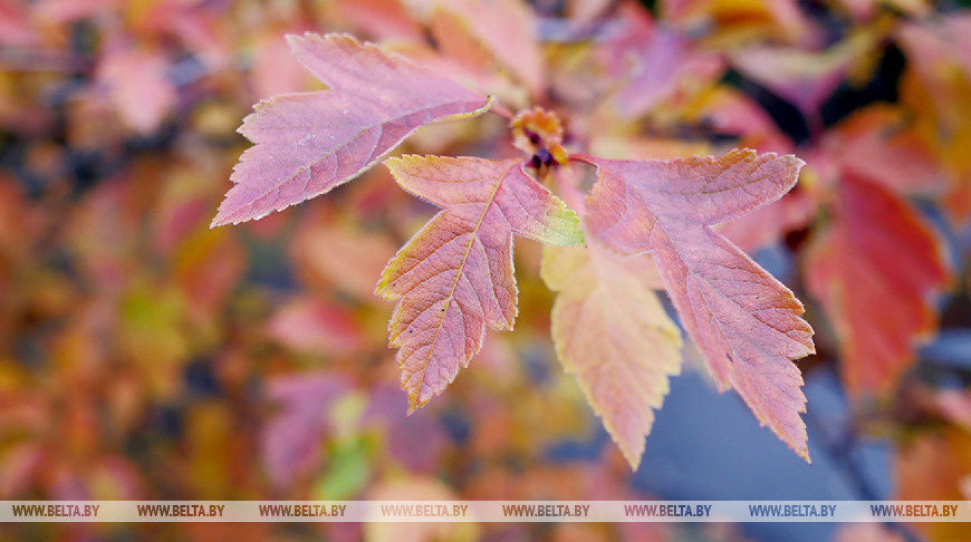 Порывистый ветер и без осадков ожидается в Беларуси 17 сентября