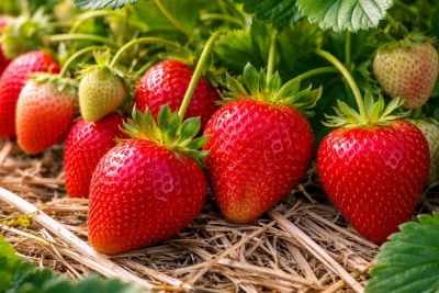 Сыпем эту дешевую смесь прямо на клубнику — вредители исчезают, а ягода вырастает крупная и сладкая