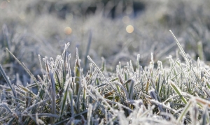 Озимые в Беларуси от малоснежной зимы не пострадали
