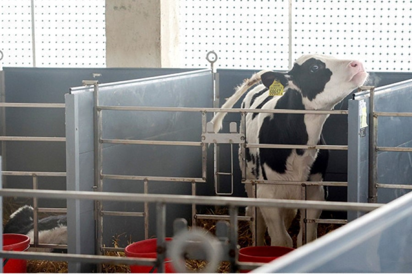 В Минской области в 2026 году планируют построить 111 профилакториев на 20 тыс. телят