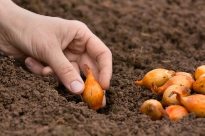 Как посадить лук и собрать богатый урожай