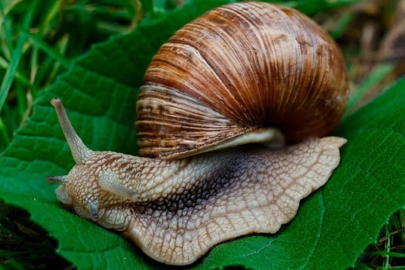 На огороде не будет слизней в этом году: проверено