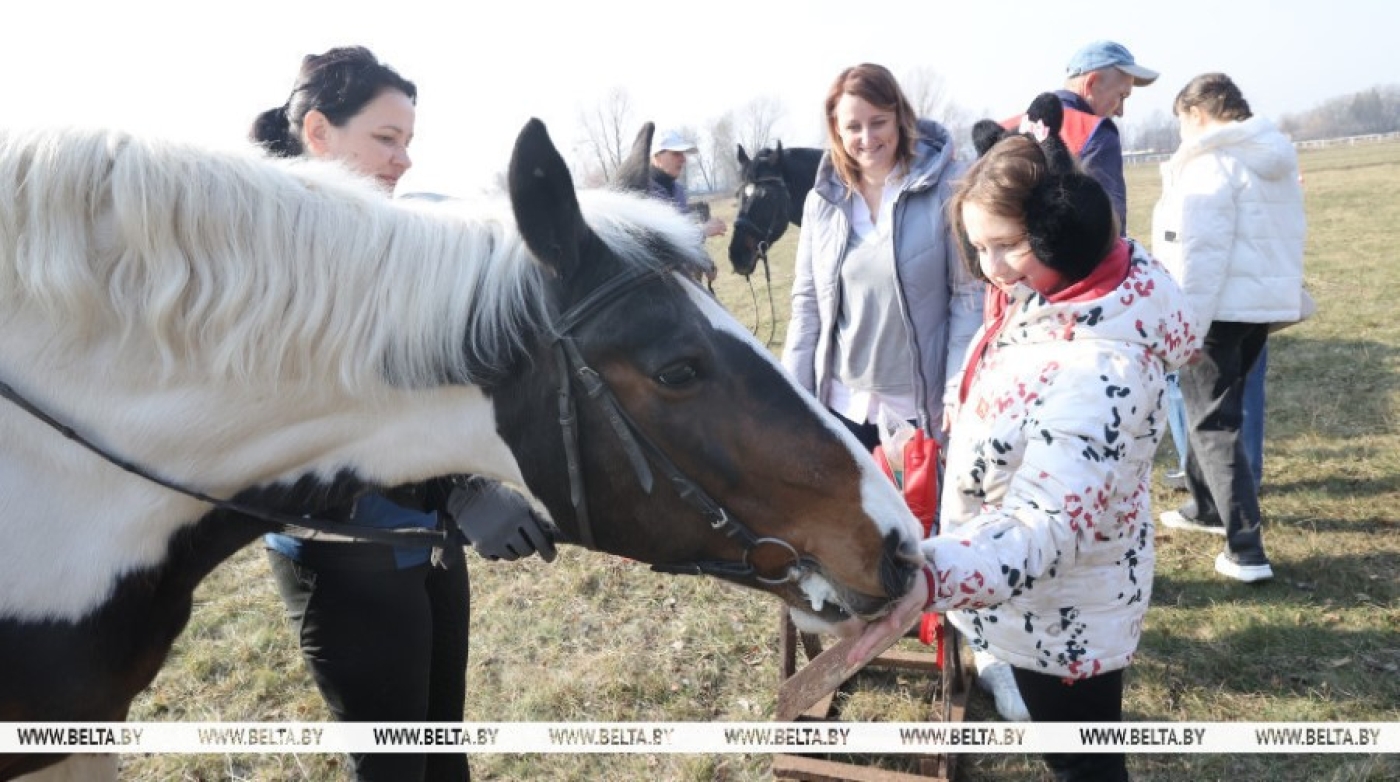 В Гомеле проходит выставка лошадей