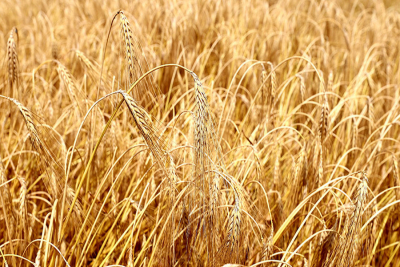 "Не хочу, чтобы все под козырек взяли". Лукашенко пояснил свое внимание к озимому ячменю