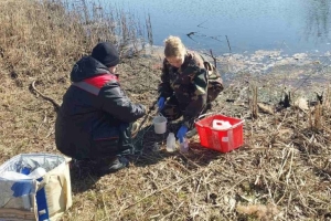 В Лунинце выясняют причину гибели рыбы в прудах Бохоново