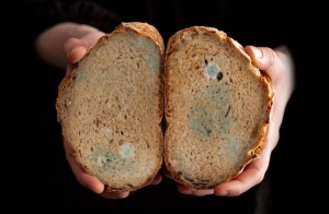 Насколько опасна для здоровья плесень на продуктах питания