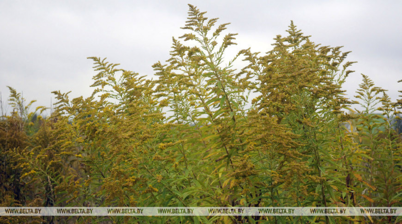 Минприроды напоминает о запрете выращивания золотарника