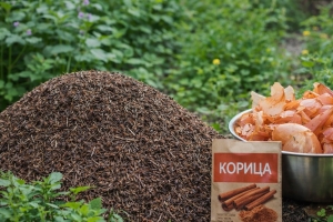 Уничтожила вредителей без химии: корицей по муравейнику и луковой шелухой по тле — результат на всё лето