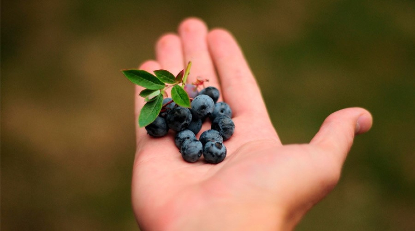 Сколько нужно съесть черники, чтобы зрение улучшилось? Рассказывает врач