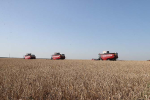 В Беларуси завершается массовая уборка зерновых