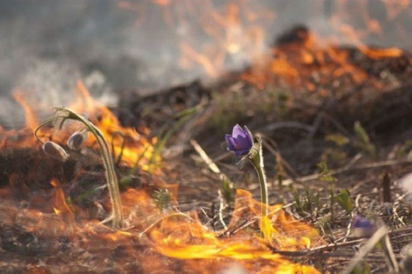 Пожароопасный период: соблюдайте правила безопасности