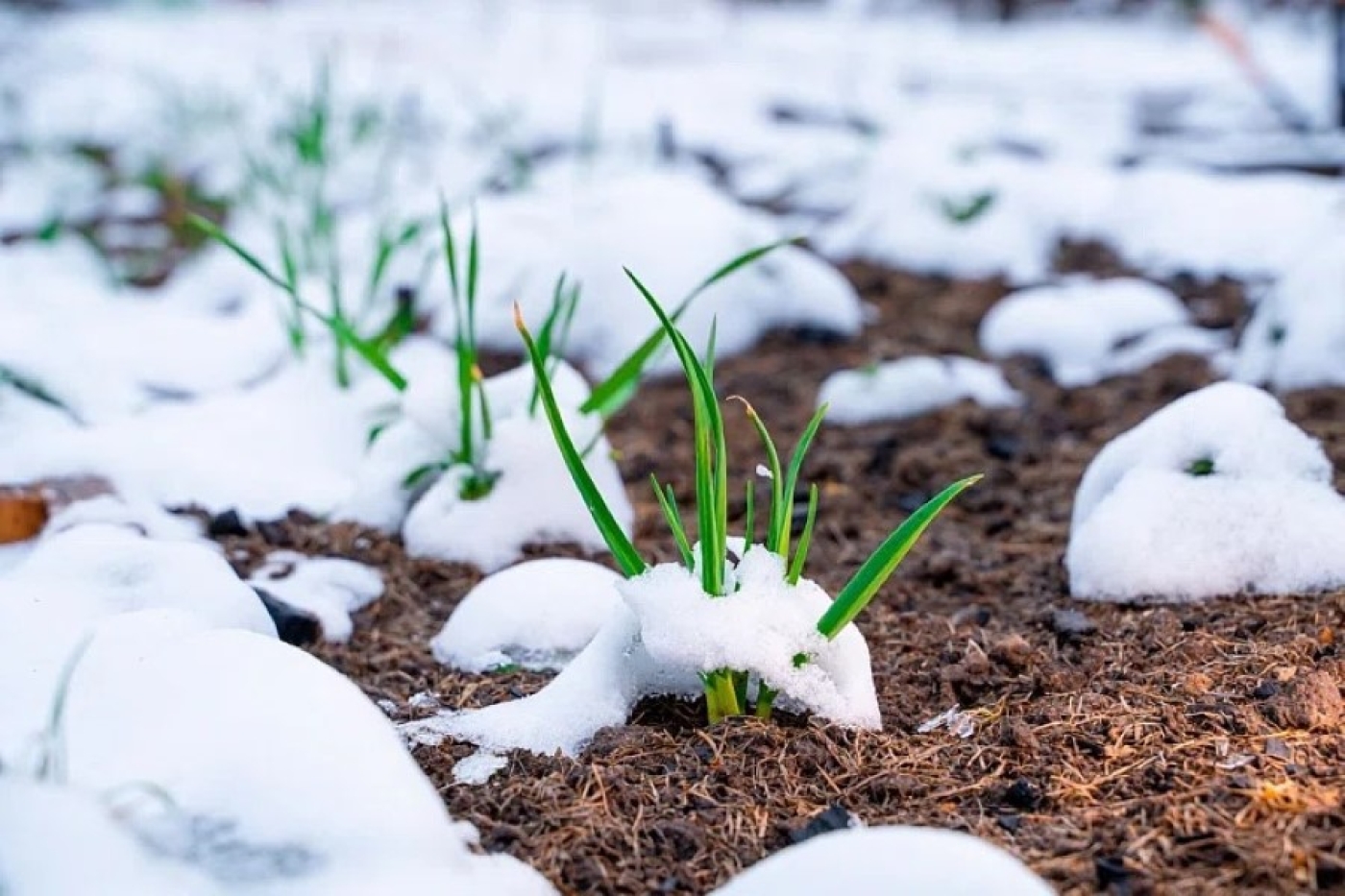 Дождливо, но уже теплее. Чем удивит белорусов погода в первый день весны