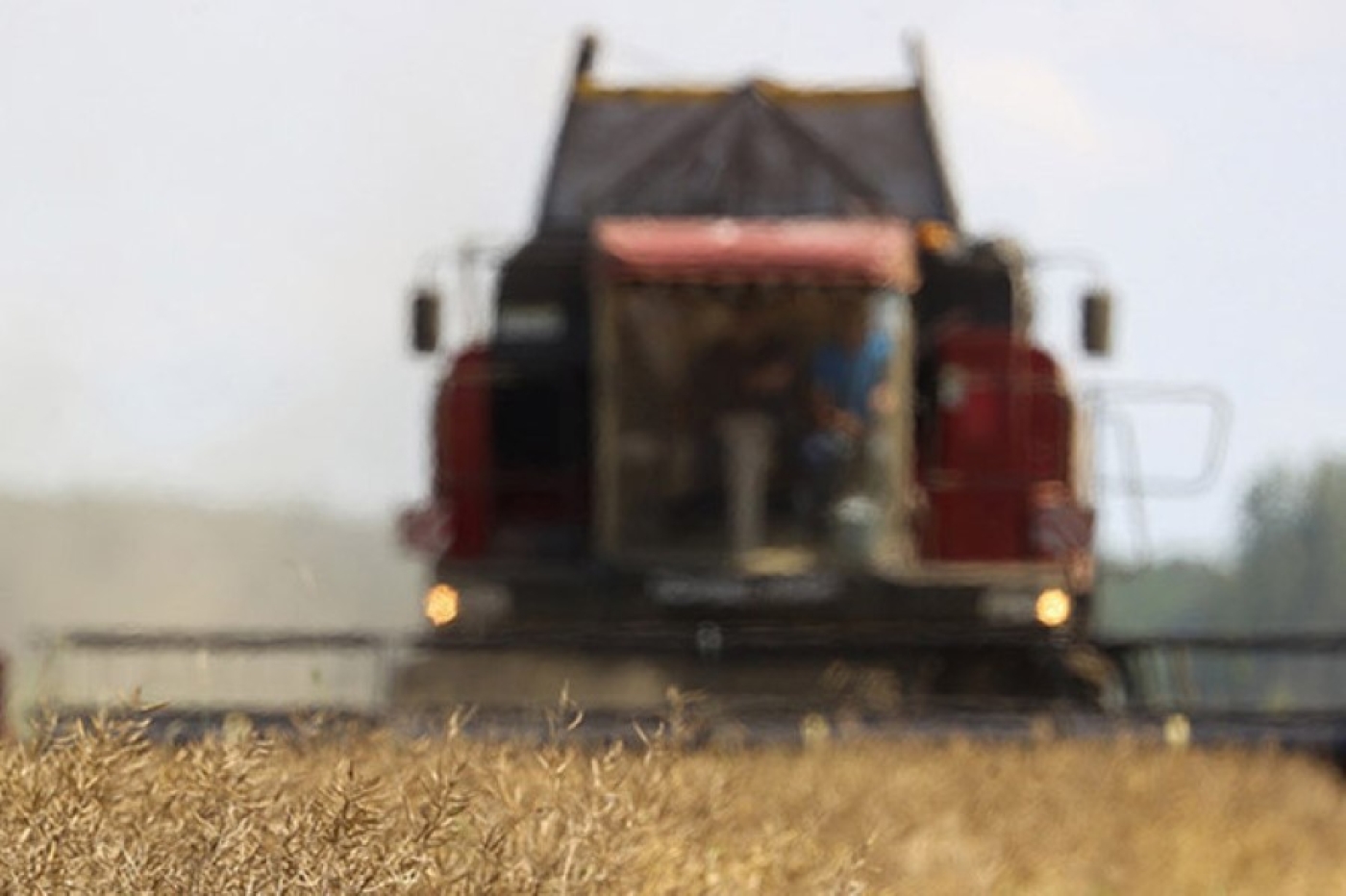 Какие сельхозработы продолжаются в Беларуси, рассказали в Минсельхозпроде