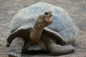 Исчезнувших гигантских черепах вернули на Галапагосы спустя 180 лет