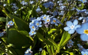 Погода в Беларуси 28 апреля: слабый ветер, ночные заморозки и до +18 °С по юго-западу