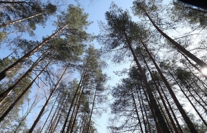 В каких областях можно свободно посещать лес? Ответили в Минлесхозе