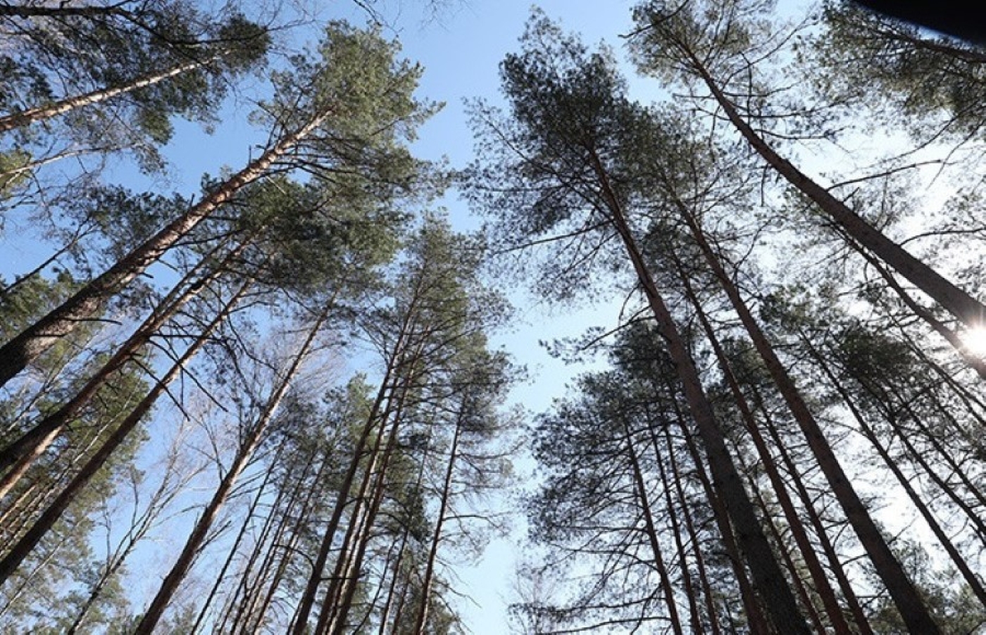 В каких областях можно свободно посещать лес? Ответили в Минлесхозе