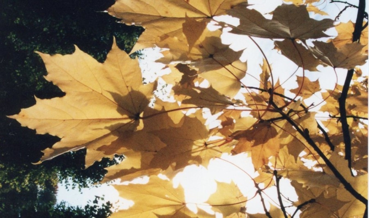 Погода в Беларуси 13 октября: возможен мокрый снег и до +12 °С