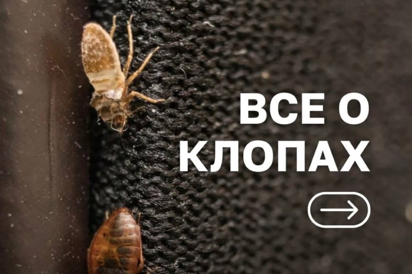 Как распознать и избавиться от клопов: советы по борьбе с незваными соседями