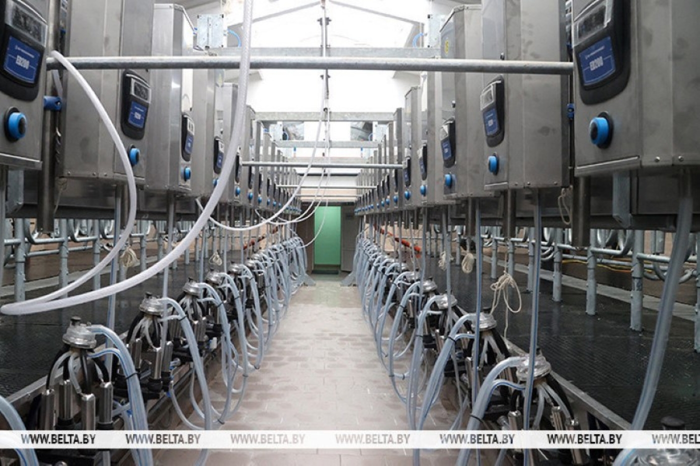 В Беларуси за пятилетку планируется построить более 200 молочно-товарных и 5 крупных свиноводческих комплексов