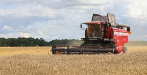 В Беларуси с учетом рапса намолотили около 3,5 млн тонн зерна