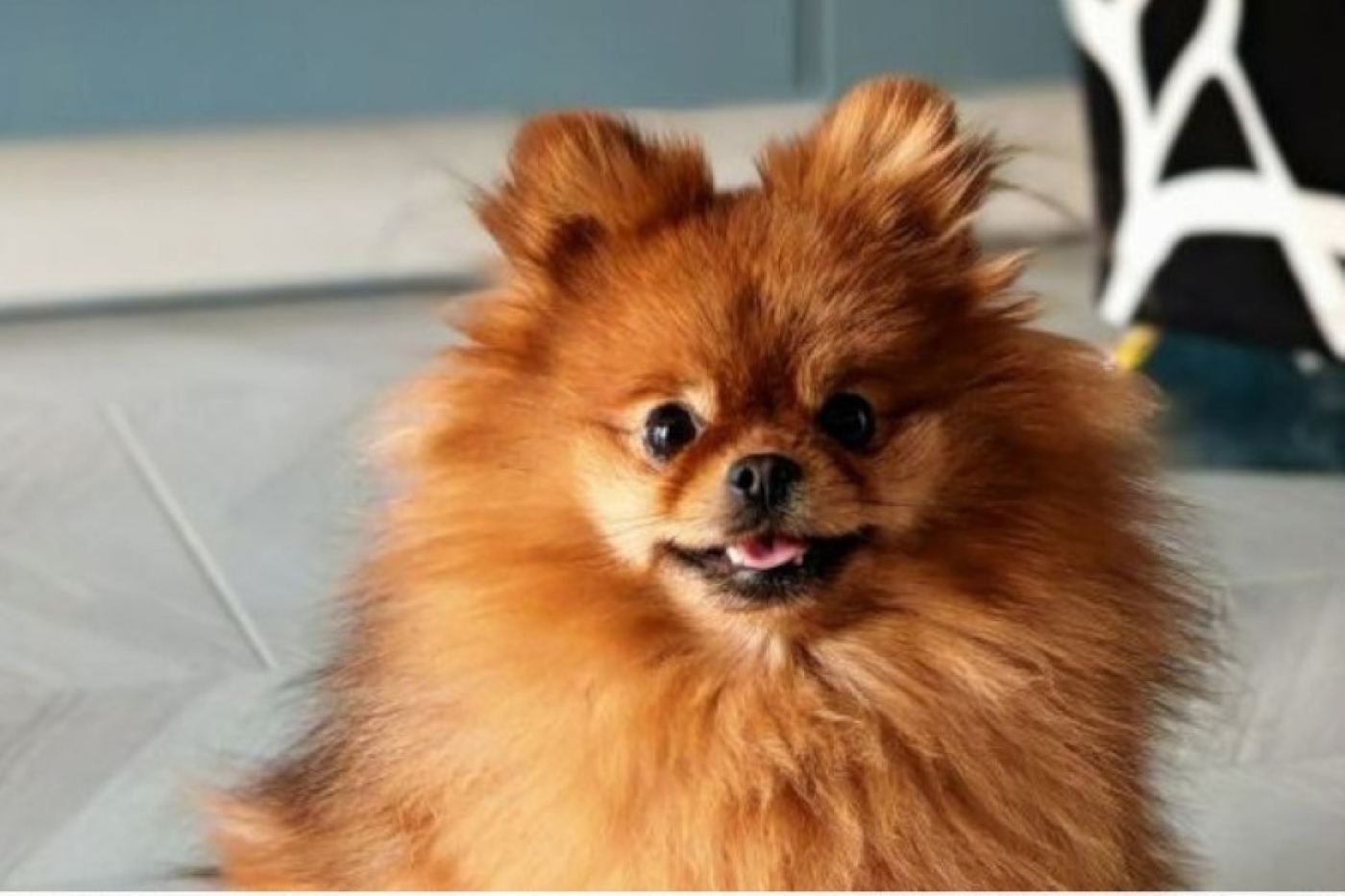 Владельцам жилья поступают напоминания о необходимости зарегистрировать домашнее животное. Как это сделать?