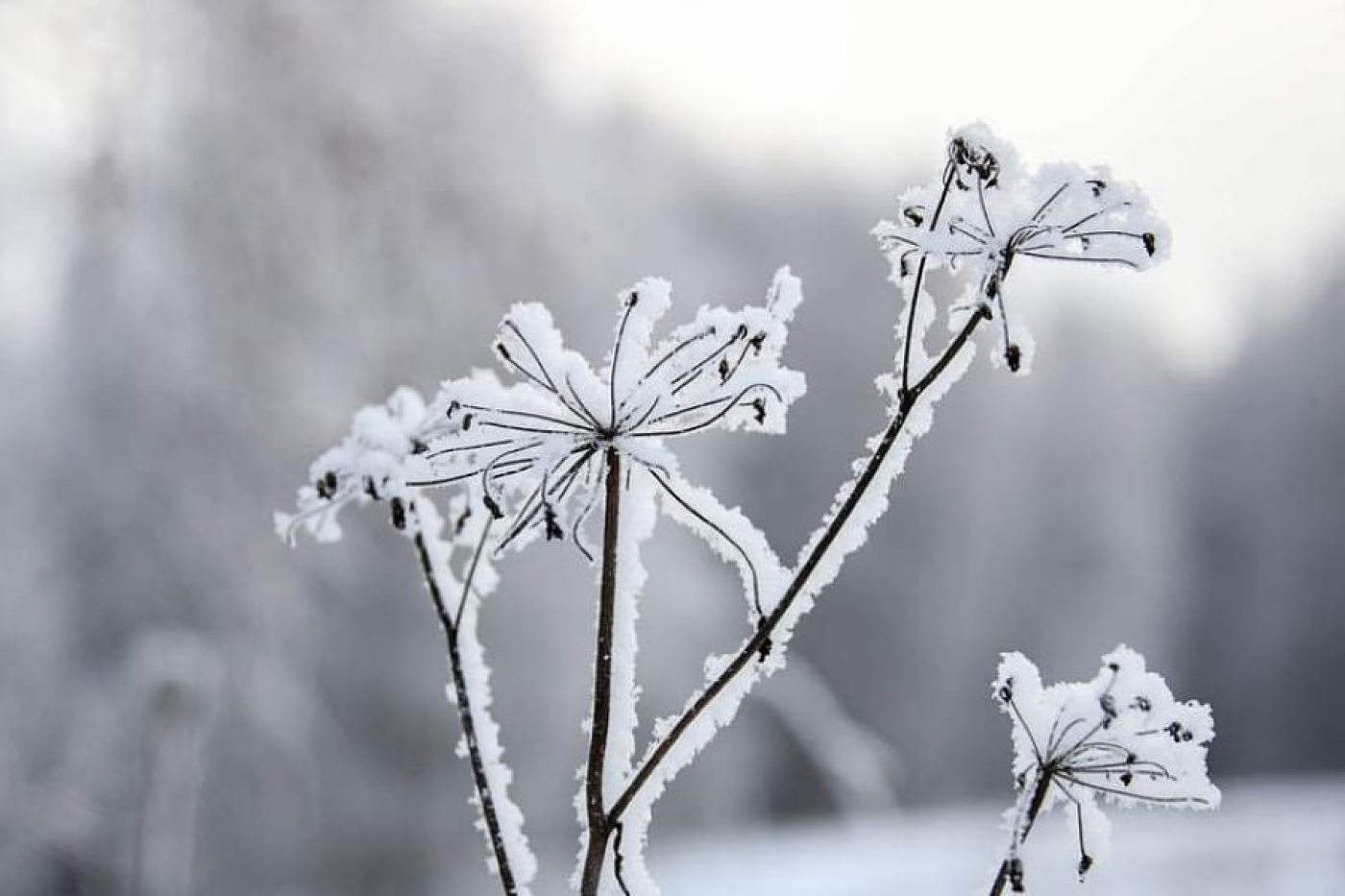 Погода в Беларуси 5 января: облачно с прояснениями, кратковременный снег и до -1 °С