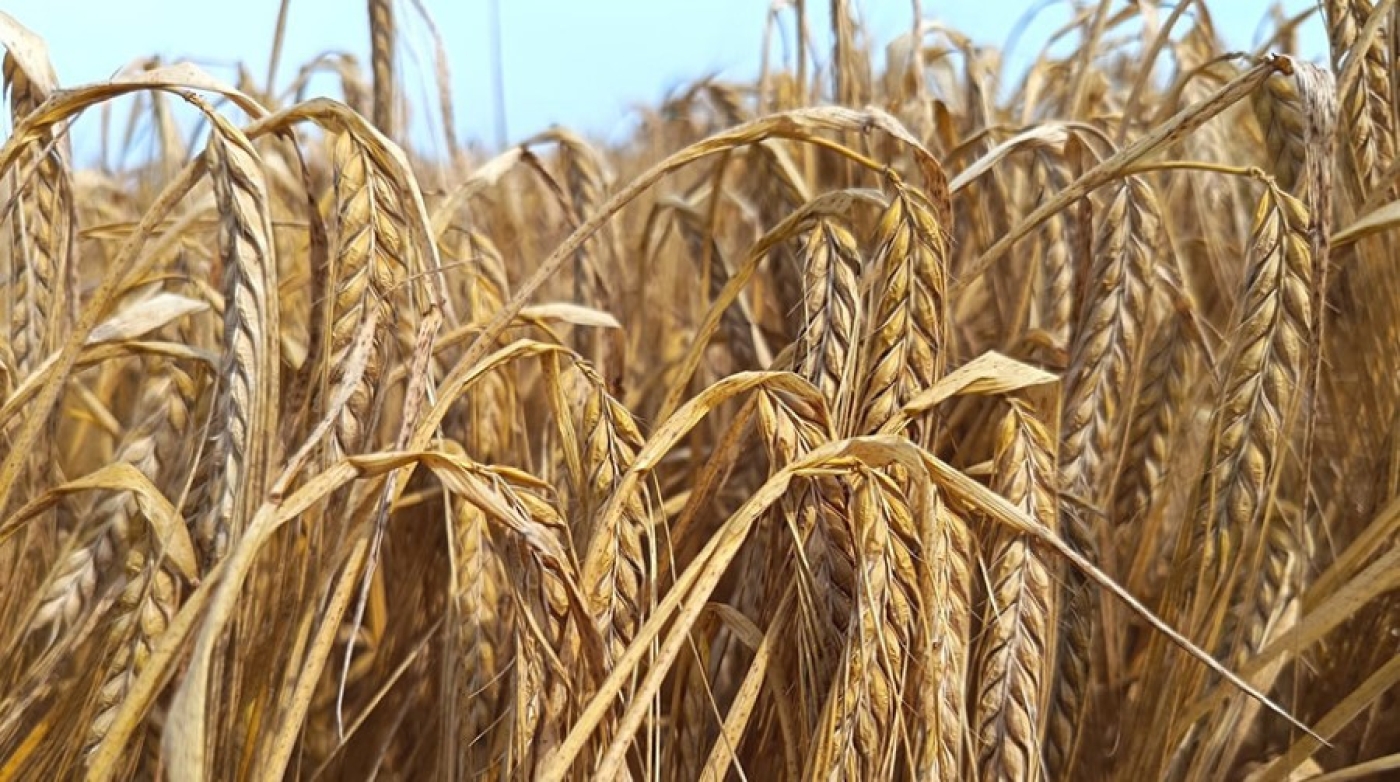 Белорусские ученые представили новый сорт ярового пивоваренного ячменя