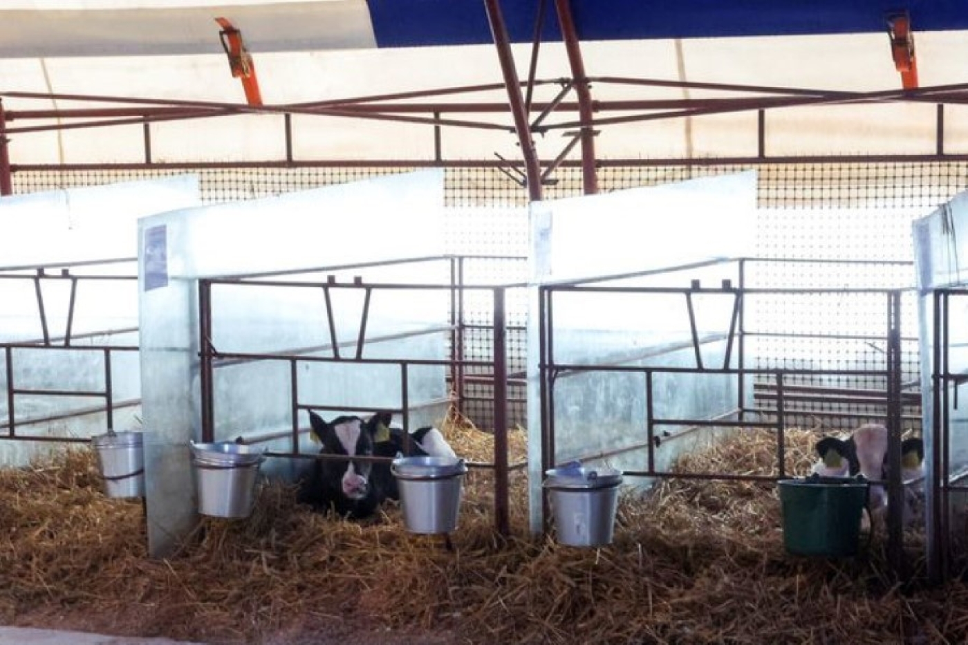 В Беларуси планируют возвести 48 современных МТК и более 500 профилакториев для телят