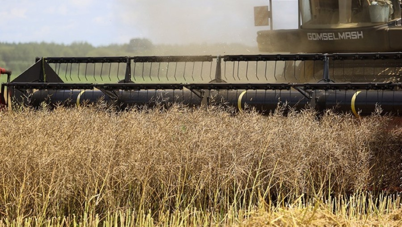 В Беларуси началась уборка озимого рапса