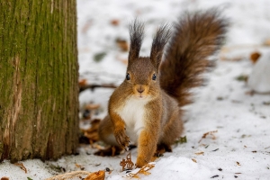 Погода в Беларуси 27 февраля: без осадков, местами слабые туман и гололед и от -12 °С до +8 °С