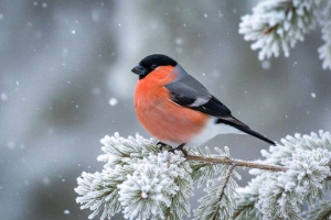 Ждать ли оттепель? Рябов рассказал о погоде в Беларуси с 23 февраля по 1 марта