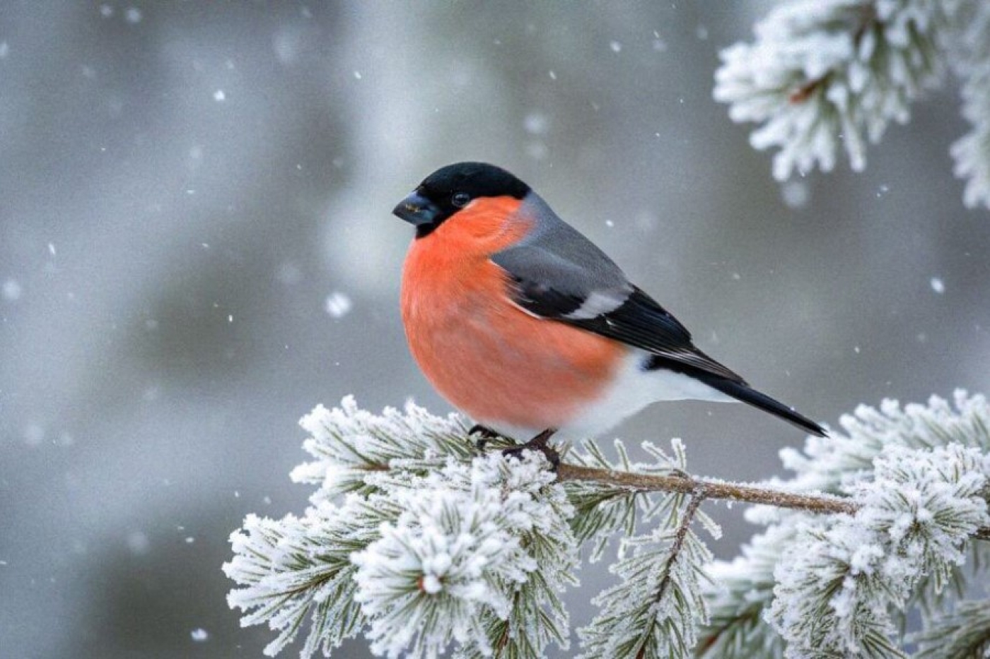 Ждать ли оттепель? Рябов рассказал о погоде в Беларуси с 23 февраля по 1 марта