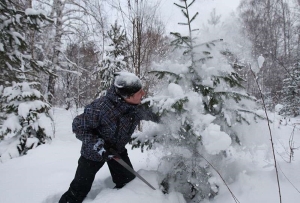 Что грозит за незаконную срубленную елку, рассказали в лесхозе