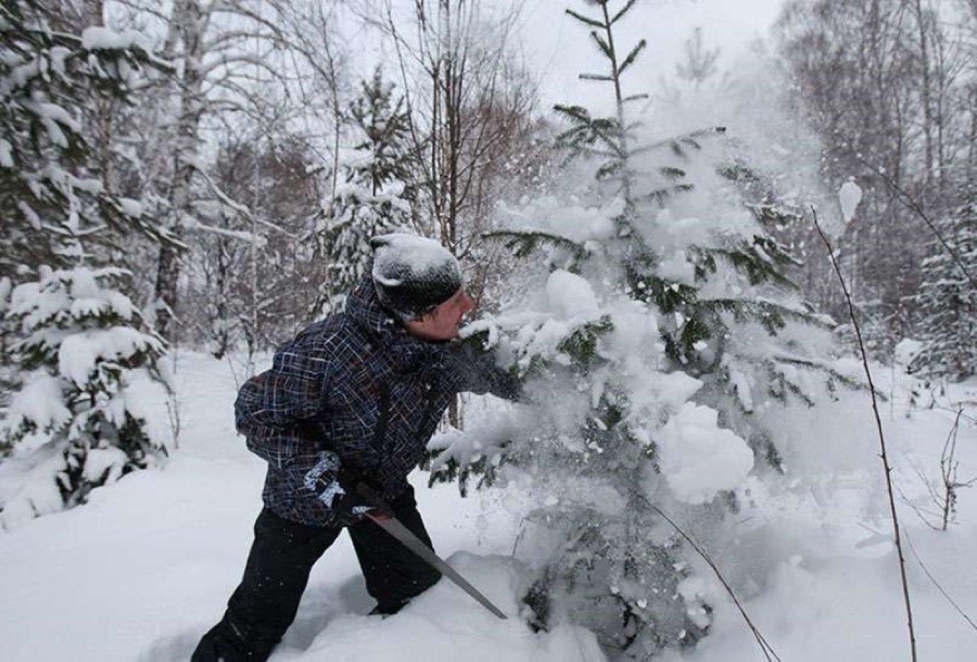 Что грозит за незаконную срубленную елку, рассказали в лесхозе