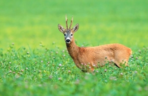 С 15 мая в Беларуси открывается охота на косулю