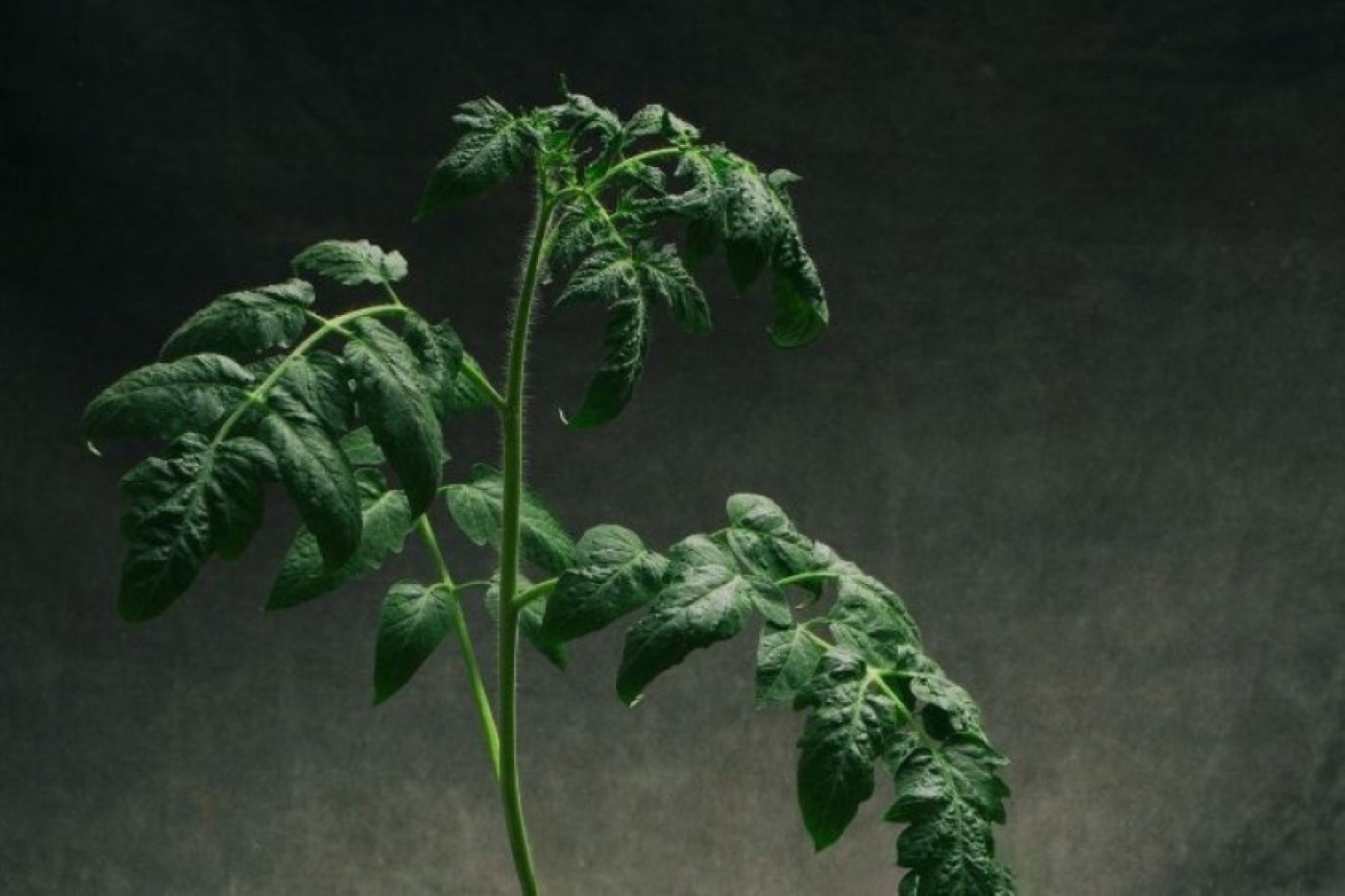 Рассада томатов будет крепкой и зеленой: одна листовая обработка, которая творит чудеса